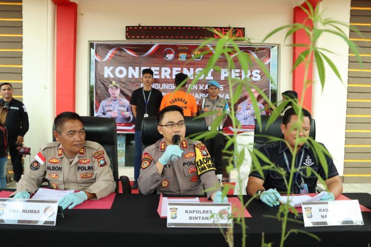 Pria Ditangkap Menanam Pohon Ganja di Bintan – Polisi Ungkap Detail Peristiwa Terbaru!